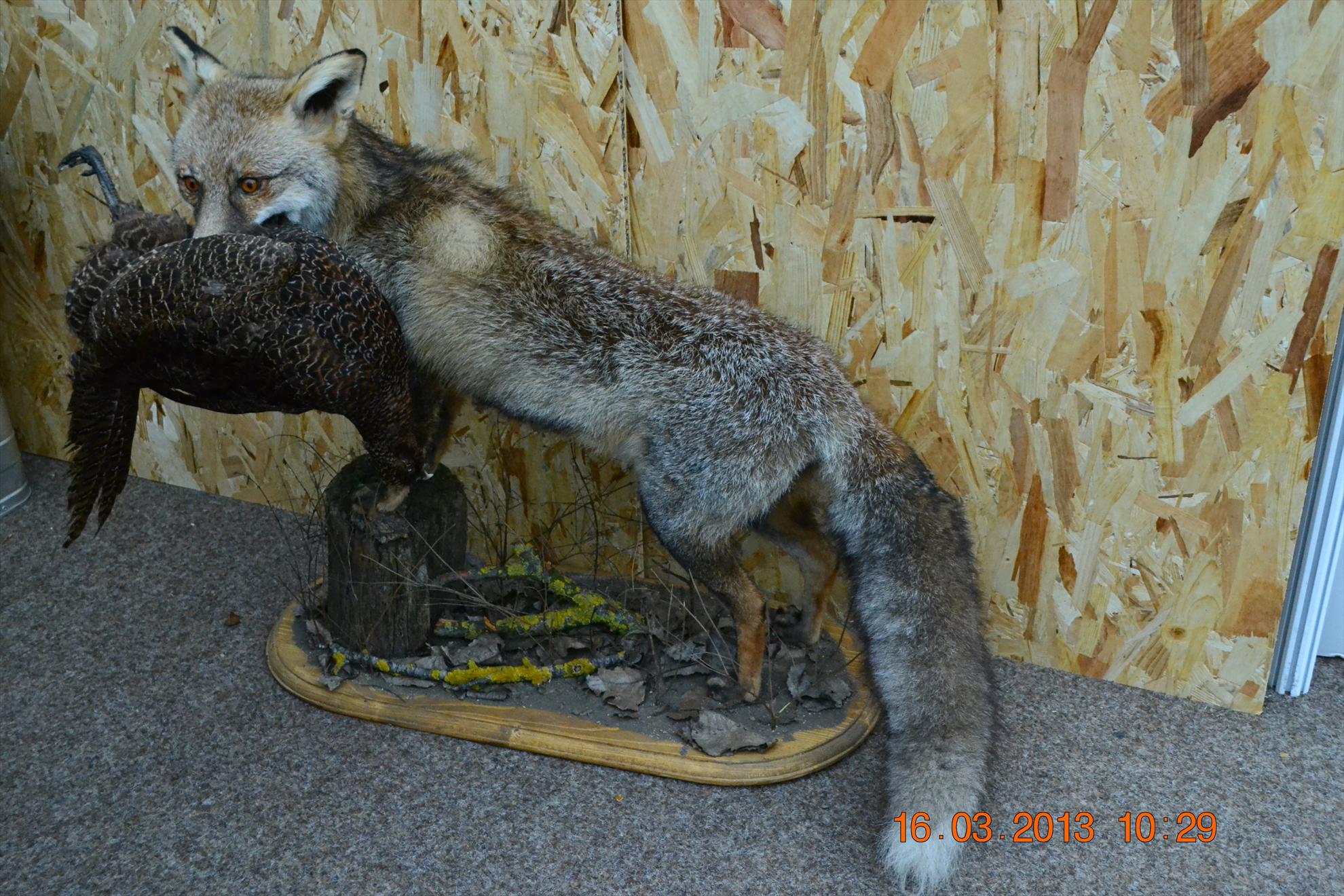 Expo-Aventuri 2013 - dsc2559.JPG